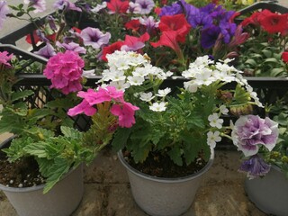 fragrant and colorful spring flowers