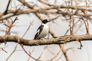 Collared Flycatcher bird (Ficedula albicollis) Singing Bird