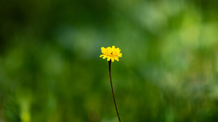 yellow flower in the meadow