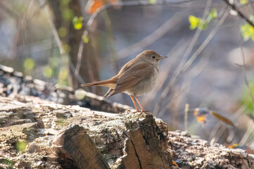 Luscinia megarhynchos or ruisenor comun perched on a branch