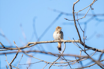Luscinia megarhynchos or ruisenor comun perched on a branch