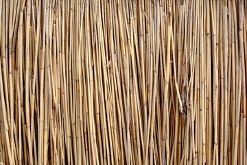 Texture of fence made of common reed Phragmites australis