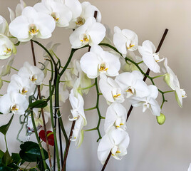 Close-up white large flowers of orchids on light window curtains background