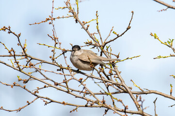 Eurasian blackcap( Sylvia atricapilla ) sitting on branch. Wildlife photo