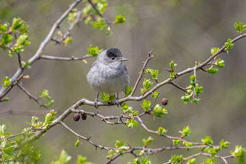 Eurasian blackcap( Sylvia atricapilla ) sitting on branch. Wildlife photo