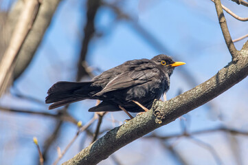 Common Blackbird also known as Turdus merula.
