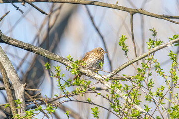 Song Thrush (Turdus philomelos) sitting on a branch