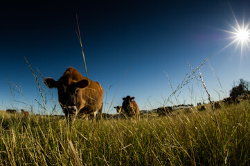 farm