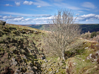 A Rowan tree grows at an unusual angle from a rocky outcrop in an abandoned old stone quarry