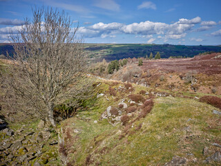 A Rowan tree grows at an unusual angle from a rocky outcrop in an abandoned old stone quarry