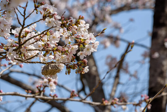 Cherry blossoms and a beehive