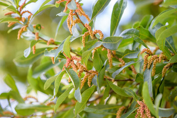 Male flower of Japanese bayberry