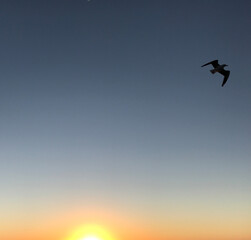 seagull in sunset
