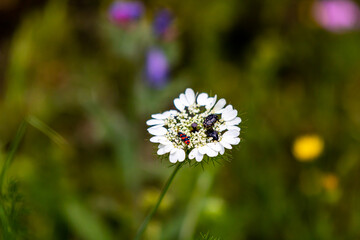 daisies in a meadow