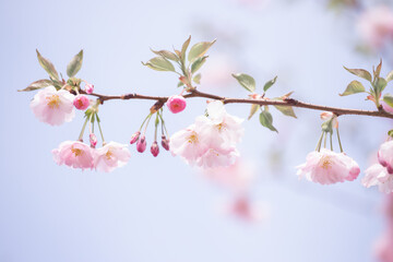 Beautiful nature scene with blooming tree.