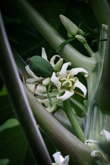 Obraz premium Organic papaya flowers, fruit and buds. They are tubular, trumpet-shaped blossoms. 