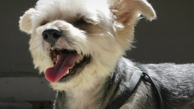 Adorable mixed-breed Morkie lying down and sneezing, shaking its ears, pets allergy, 4k detail