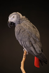 Gris du Gabon