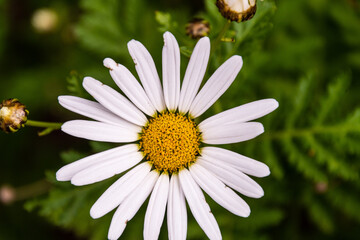 Obraz premium Margarita en La Caldera, una zona de ocio en la isla de Tenerife