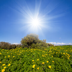 green prairie with wild flowers under a sparkle sun