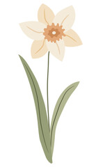 elegant white opened daffodil