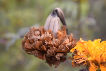 Old Marigold flower in a garden. it is of sunflower family.