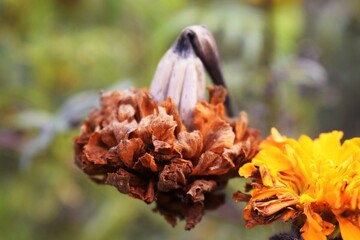 Old Marigold flower in a garden. it is of sunflower family.
