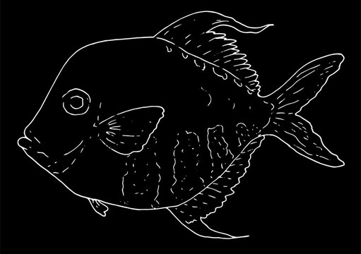 recommend clip art: Hand-drawn sketch-style vector illustration of the Atlantic fish Selena Setapinnis white line on a black background for a design template for signage, labels, menus. marine tropical fish side view