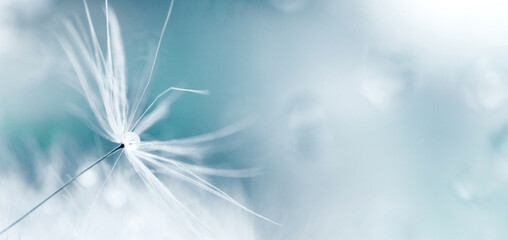 a drop of water on dandelion.dandelion seed on a blue abstract floral background with copy space close-up. banner.