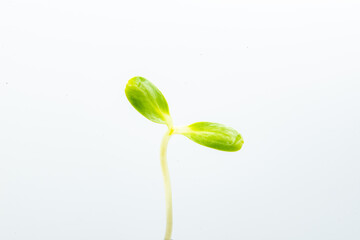 seeding isolated on white background