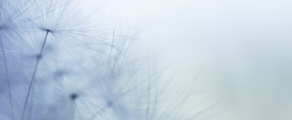 Fototapeta na wymiar dandelion seeds on blue background with copy space close-up. banner. abstract floral background