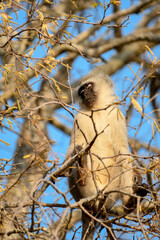 Vervet monkey on a tree, Kruger National park