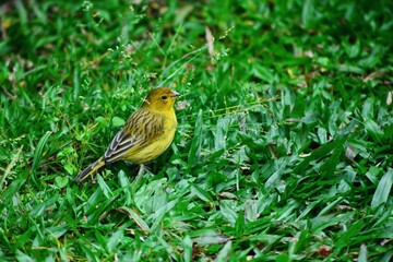 Canary on grass.