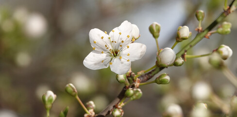 Blooming cherry tree