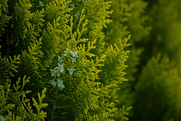 Platycladus, evergreen coniferous tree, Platycladus orientalis, Chinese thuja, Oriental arborvitae,...