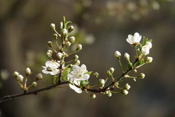 Blooming cherry tree