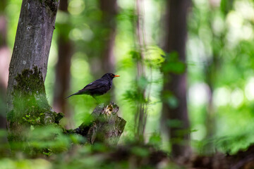 Blackbird, Turdus merula on a tree. 