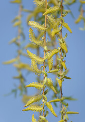 Babylonian willow tree flowering in spring - obrazy, fototapety, plakaty