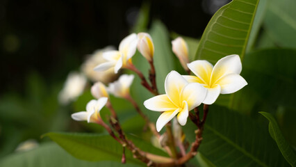 Yellow and white plumeria flowers under the dark green leaves.
