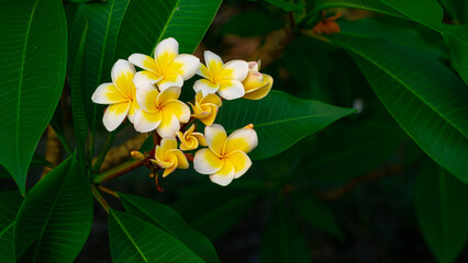 Yellow and white plumeria flowers under the dark green leaves.