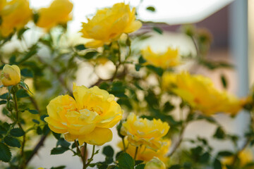 Green bush with beautiful yellow rose flowers in sunlight. Springtime blossom concept.