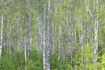Young birch with black and white birch bark in spring in birch grove against background of other...