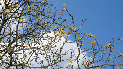 Chestnut tree blooming in spring
