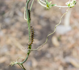 Agraulis vanillae, caterpillar, eating plants