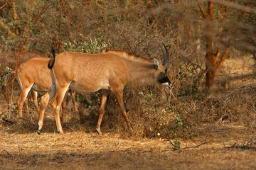 Naklejka na ściany i meble Antilope rouanne (hippotragus equinus)