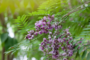 Purple flower of Clitoria fairchildiana bloom on tree with sunlight in the garden.