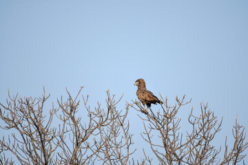 Brown Snake Eagle (Circaetus Cinereus) Kruger National park