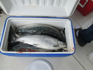 Salmon in Cooler Waiting to Be Filleted