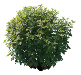 Common mugwort shrub isolated on white background