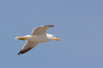Gaviota patiamarilla